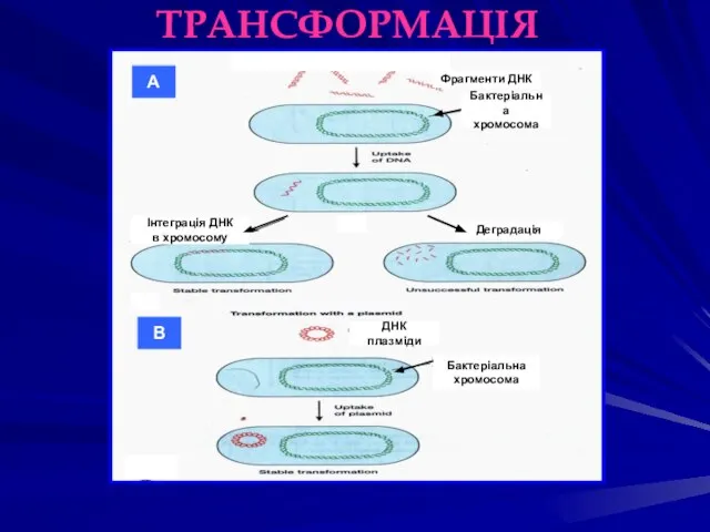 ТРАНСФОРМАЦІЯ Бактеріальна хромосома Фрагменти ДНК Інтеграція ДНК в хромосому Деградація А В ДНК плазміди Бактеріальна хромосома