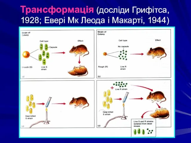 Трансформація (досліди Грифітса, 1928; Евері Мк Леода і Макарті, 1944)