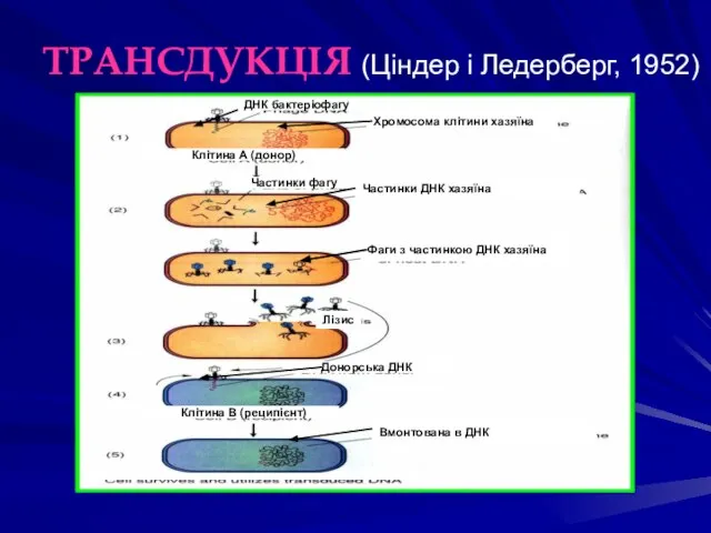 ТРАНСДУКЦІЯ (Ціндер і Ледерберг, 1952) ДНК бактеріофагу Хромосома клітини хазяїна Клітина