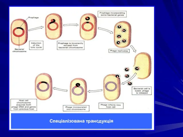 Спеціалізована трансдукція