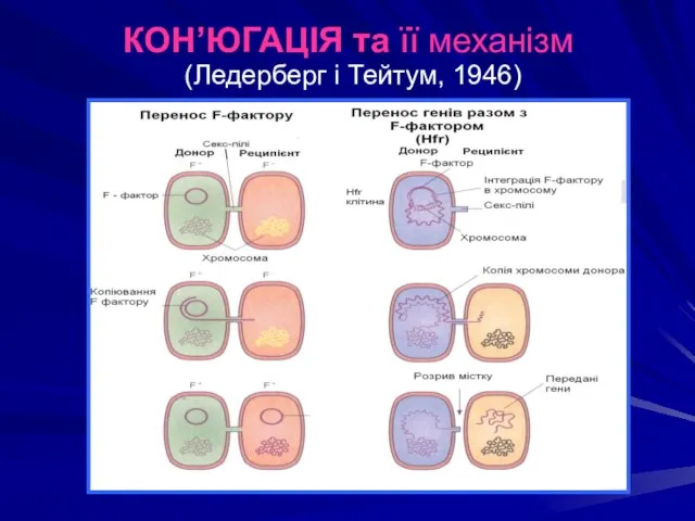 КОН’ЮГАЦІЯ та її механізм (Ледерберг і Тейтум, 1946)