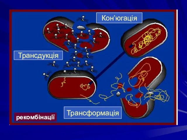 рекомбінації Трансдукція Кон’югація Трансформація