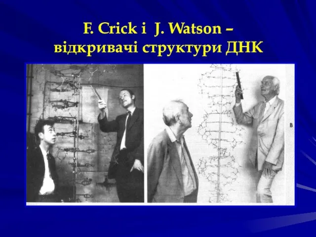 F. Crick i J. Watson – відкривачі структури ДНК