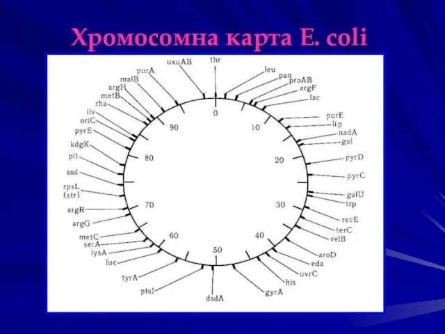 Хромосомна карта E. coli