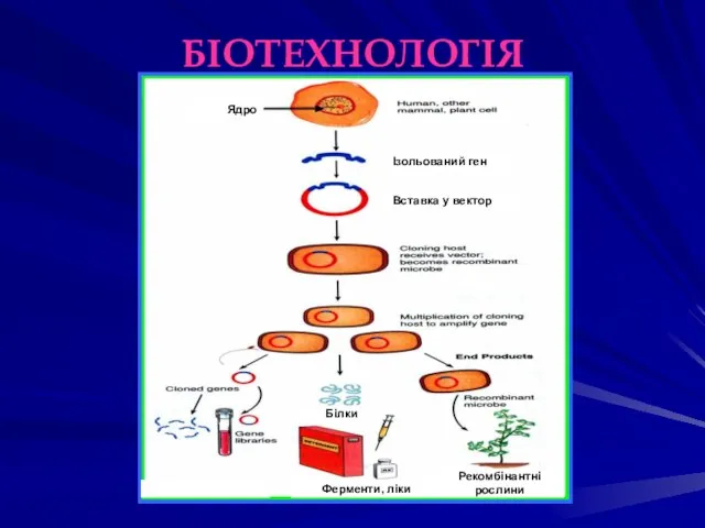 БІОТЕХНОЛОГІЯ Ферменти, ліки Рекомбінантні рослини Білки Ядро Ізольований ген Вставка у вектор
