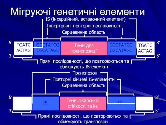 Мігруючі генетичні елементи TGATC ACTAG GCGTATCG CGCATAGC TGATC ACTAG GCGTATCG CGCATAGC