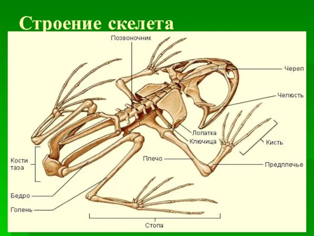 Строение скелета