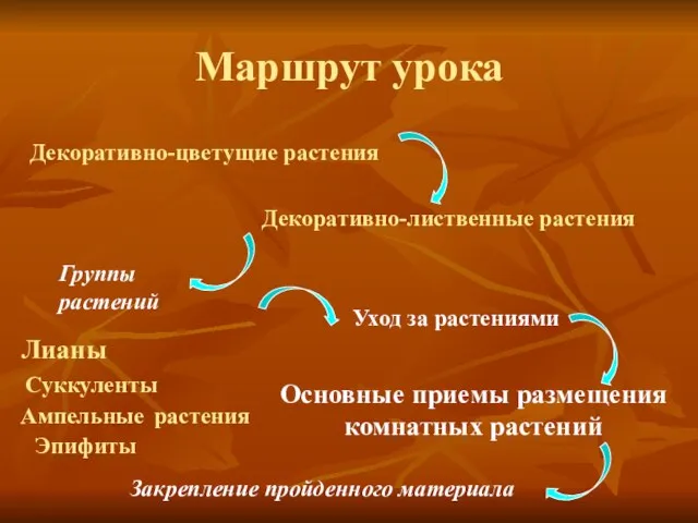 Маршрут урока Декоративно-цветущие растения Декоративно-лиственные растения Лианы Суккуленты Ампельные растения Группы