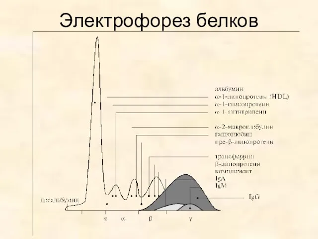 Электрофорез белков