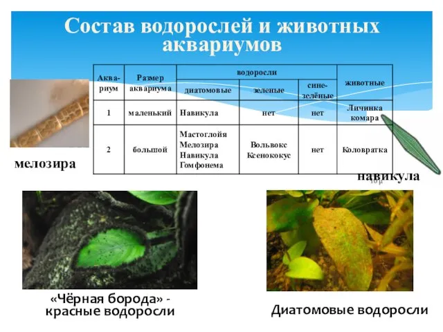 Состав водорослей и животных аквариумов мелозира навикула Диатомовые водоросли «Чёрная борода» - красные водоросли