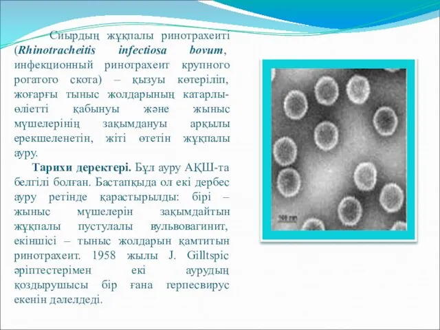 Сиырдың жұқпалы ринотрахеиті (Rhinotracheitis infectiosa bovum, инфекционный ринотрахеит крупного рогатого скота)