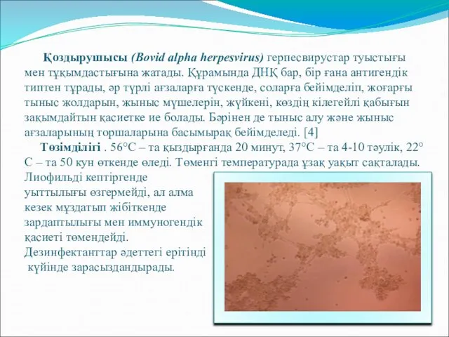 Қоздырушысы (Bovid alpha herpesvirus) герпесвирустар туыстығы мен тұқымдастығына жатады. Құрамында ДНҚ