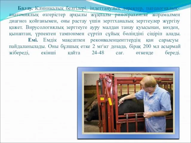 Балау. Клиникалық белгілері, індеттанулық деректер, патологиялық-анатомиялық өзгерістер арқылы жұқпалы ринотрахеитке жорамалмен