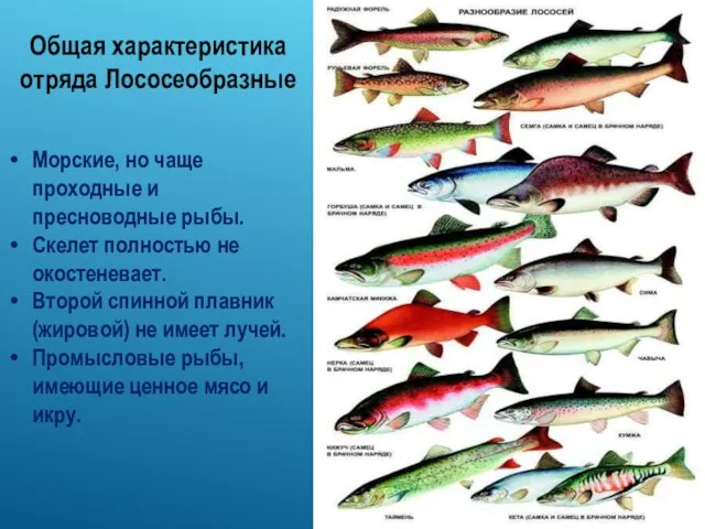 Общая характеристика отряда Лососеобразные Морские, но чаще проходные и пресноводные рыбы.