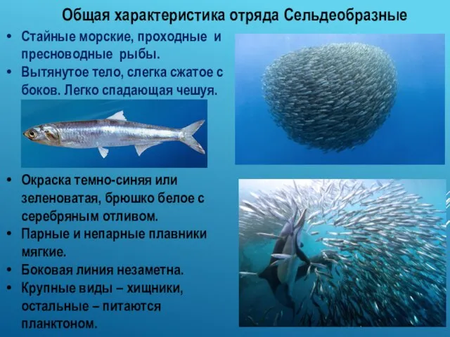 Общая характеристика отряда Сельдеобразные Стайные морские, проходные и пресноводные рыбы. Вытянутое