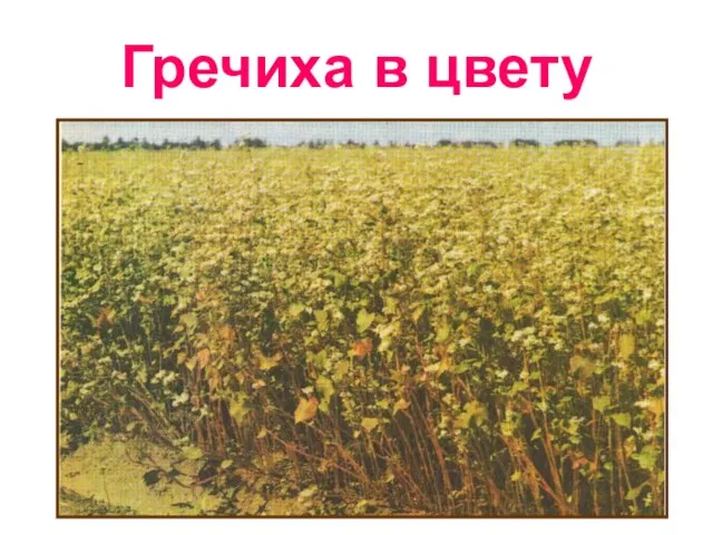 Гречиха в цвету