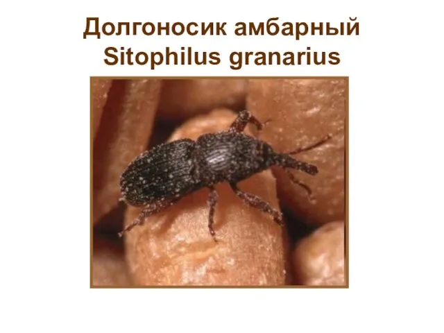 Долгоносик амбарный Sitophilus granarius