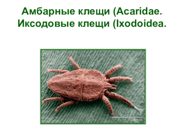 Амбарные клещи (Acaridae. Иксодовые клещи (Ixodoidea.