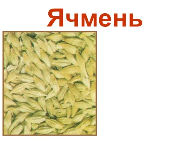 Ячмень