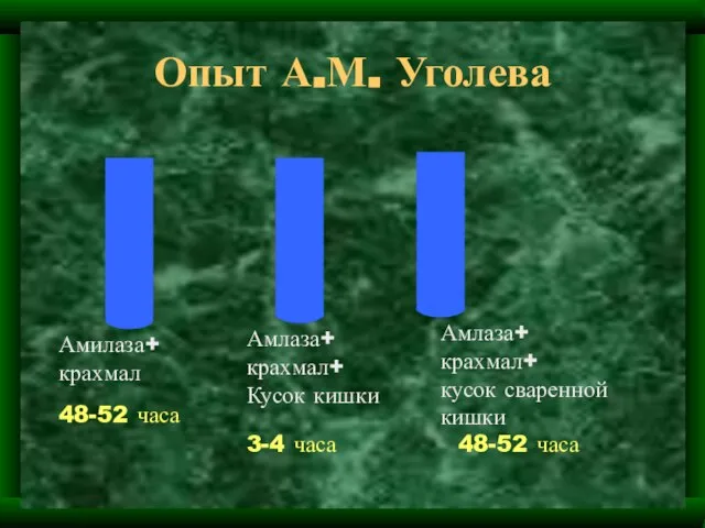 Опыт А.М. Уголева Амилаза+ крахмал Амлаза+ крахмал+ Кусок кишки Амлаза+ крахмал+