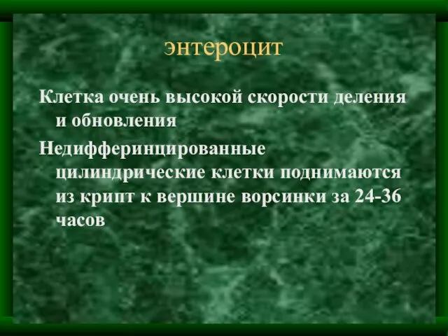 энтероцит Клетка очень высокой скорости деления и обновления Недифферинцированные цилиндрические клетки