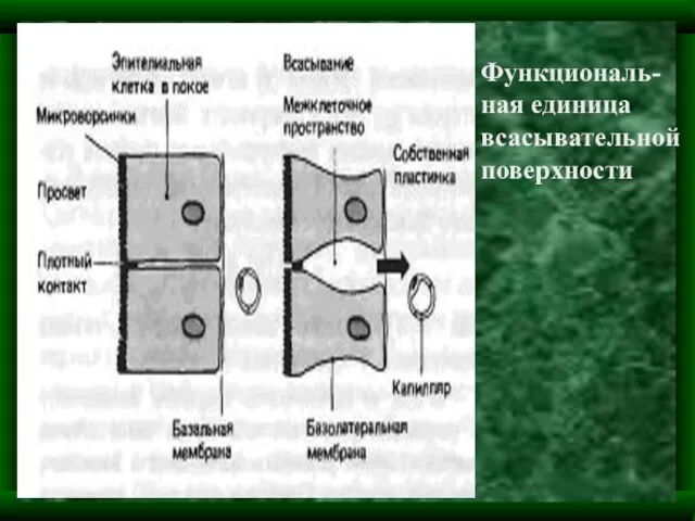 Функциональ- ная единица всасывательной поверхности