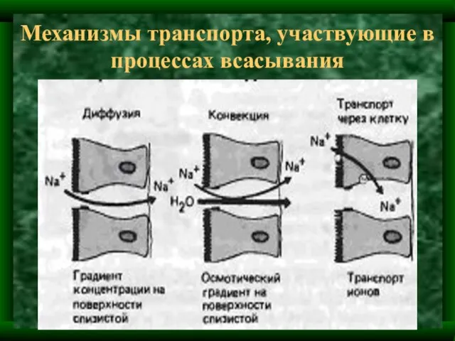 Механизмы транспорта, участвующие в процессах всасывания