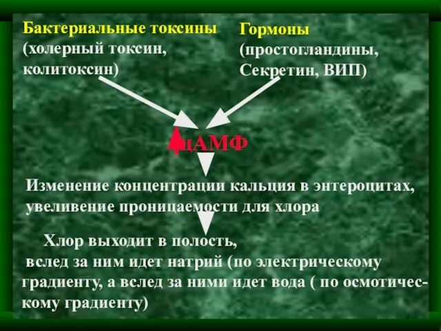 Бактериальные токсины (холерный токсин, колитоксин) Гормоны (простогландины, Секретин, ВИП) цАМФ Изменение