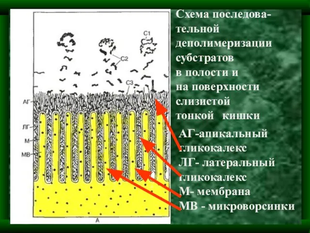 АГ-апикальный гликокалекс ЛГ- латеральный гликокалекс М- мембрана МВ - микроворсинки Схема