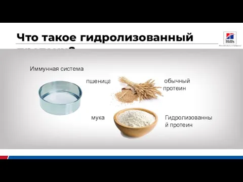 Что такое гидролизованный протеин? пшеница мука Иммунная система обычный протеин Гидролизованный протеин