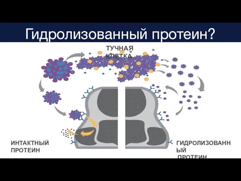 Гидролизованный протеин? ТУЧНАЯ КЛЕТКА ИНТАКТНЫЙ ПРОТЕИН ГИДРОЛИЗОВАННЫЙ ПРОТЕИН