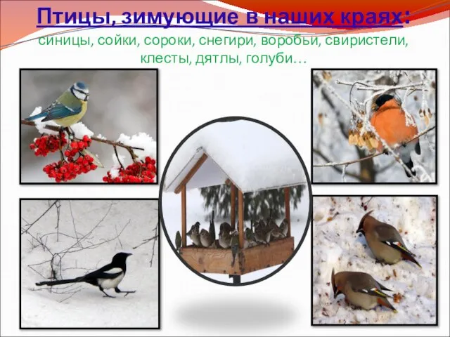 Птицы, зимующие в наших краях: синицы, сойки, сороки, снегири, воробьи, свиристели, клесты, дятлы, голуби…