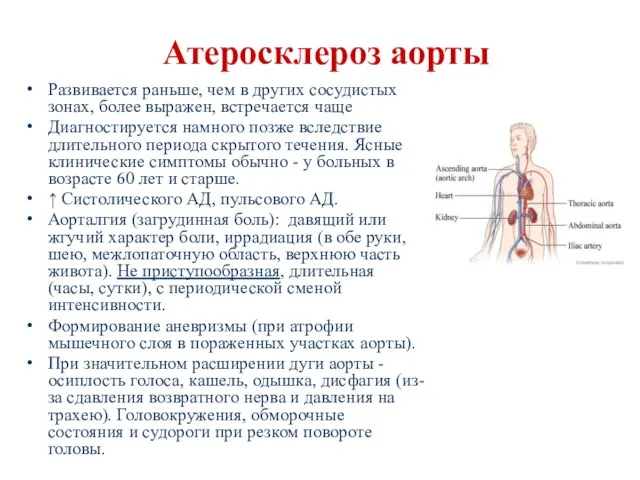 Атеросклероз аорты Развивается раньше, чем в других сосудистых зонах, более выражен,