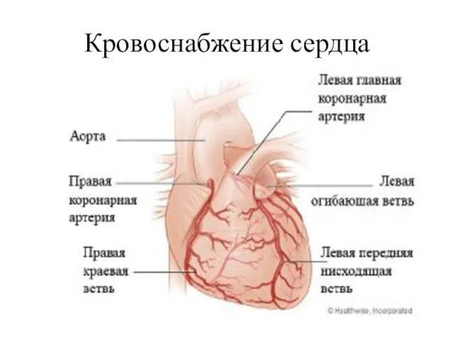 Кровоснабжение сердца