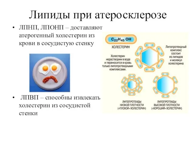 Липиды при атеросклерозе ЛПНП, ЛПОНП – доставляют атерогенный холестерин из крови