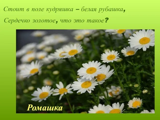 Стоит в поле кудряшка – белая рубашка, Сердечко золотое, что это такое? Ромашка