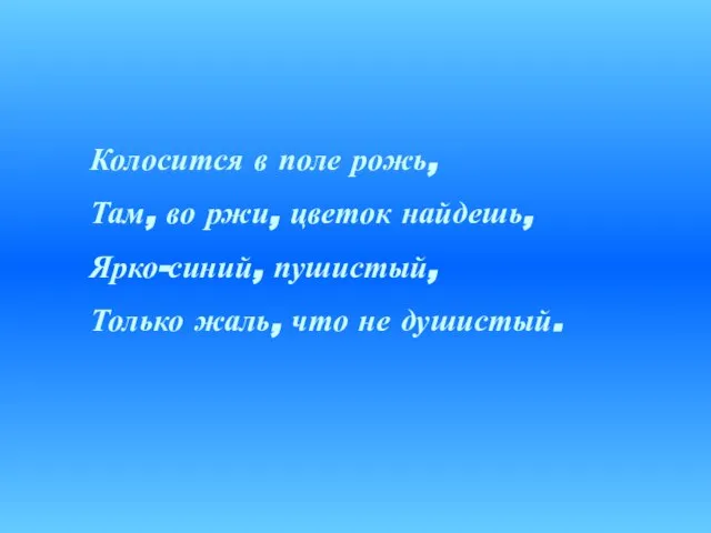 Колосится в поле рожь, Там, во ржи, цветок найдешь, Ярко-синий, пушистый, Только жаль, что не душистый.