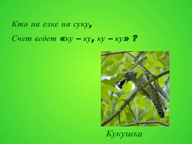 Кто на елке на суку, Счет ведет «ку – ку, ку – ку» ? Кукушка