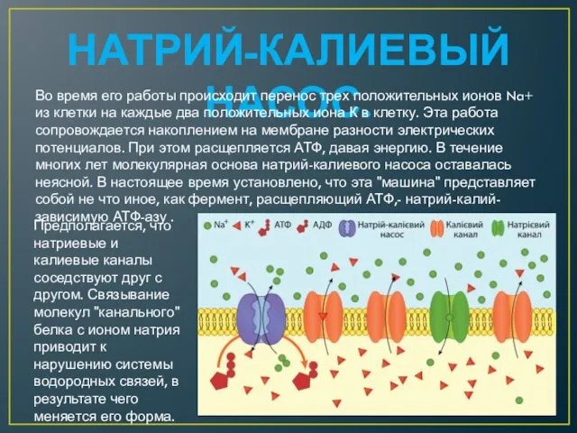 НАТРИЙ-КАЛИЕВЫЙ НАСОС. Во время его работы происходит перенос трех положительных ионов