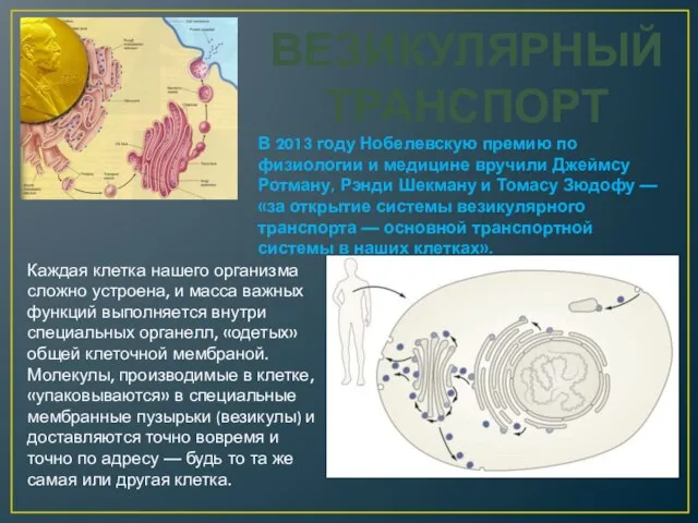 ВЕЗИКУЛЯРНЫЙ ТРАНСПОРТ В 2013 году Нобелевскую премию по физиологии и медицине