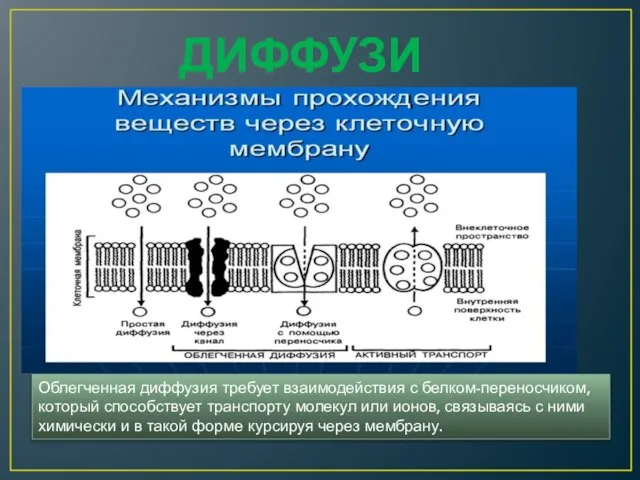 Облегченная диффузия требует взаимодействия с белком-переносчиком, который способствует транспорту молекул или