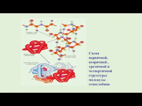 Схема первичной, вторичной , третичной и четвертичной структуры молекулы гемоглобина