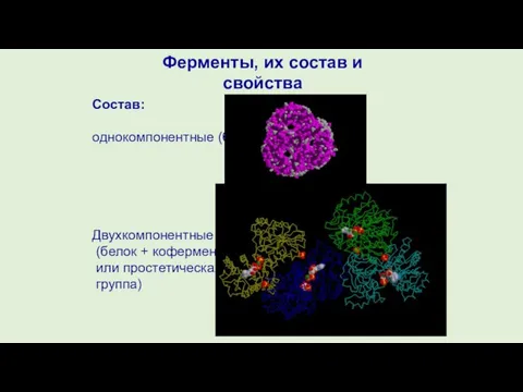 Ферменты, их состав и свойства