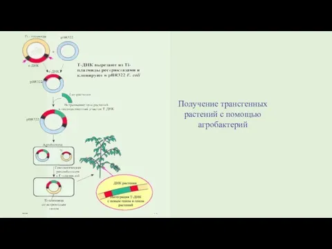 Получение трансгенных растений с помощью агробактерий