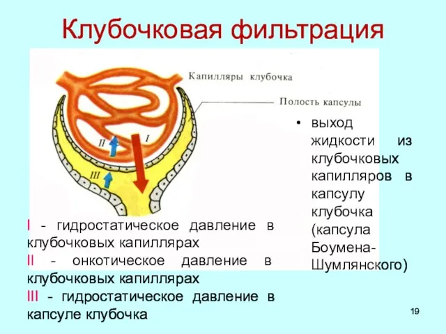 Клубочковая фильтрация выход жидкости из клубочковых капилляров в капсулу клубочка (капсула