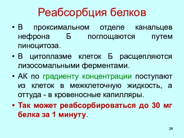 Реабсорбция белков В проксимальном отделе канальцев нефрона Б поглощаются путем пиноцитоза.