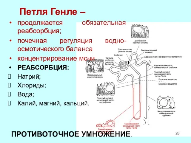 Петля Генле – продолжается обязательная реабсорбция; почечная регуляция водно-осмотического баланса концентрирование