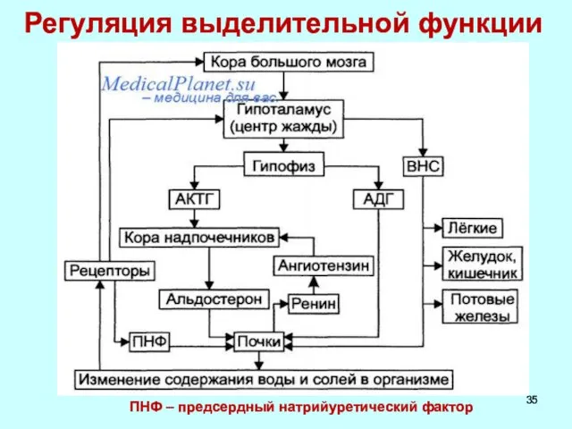 Регуляция выделительной функции ПНФ – предсердный натрийуретический фактор