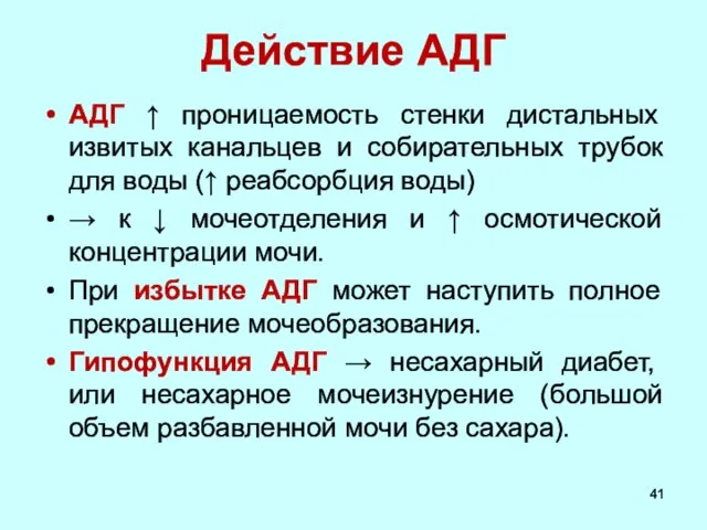 Действие АДГ АДГ ↑ проницаемость стенки дистальных извитых канальцев и собирательных