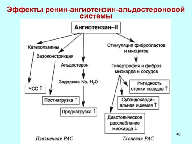 Эффекты ренин-ангиотензин-альдостероновой системы